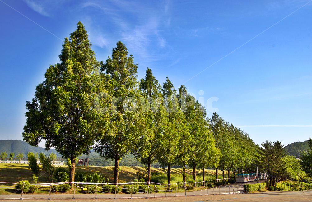 blue sky,nature,colonnade,tree,Grand Park,Gwacheon