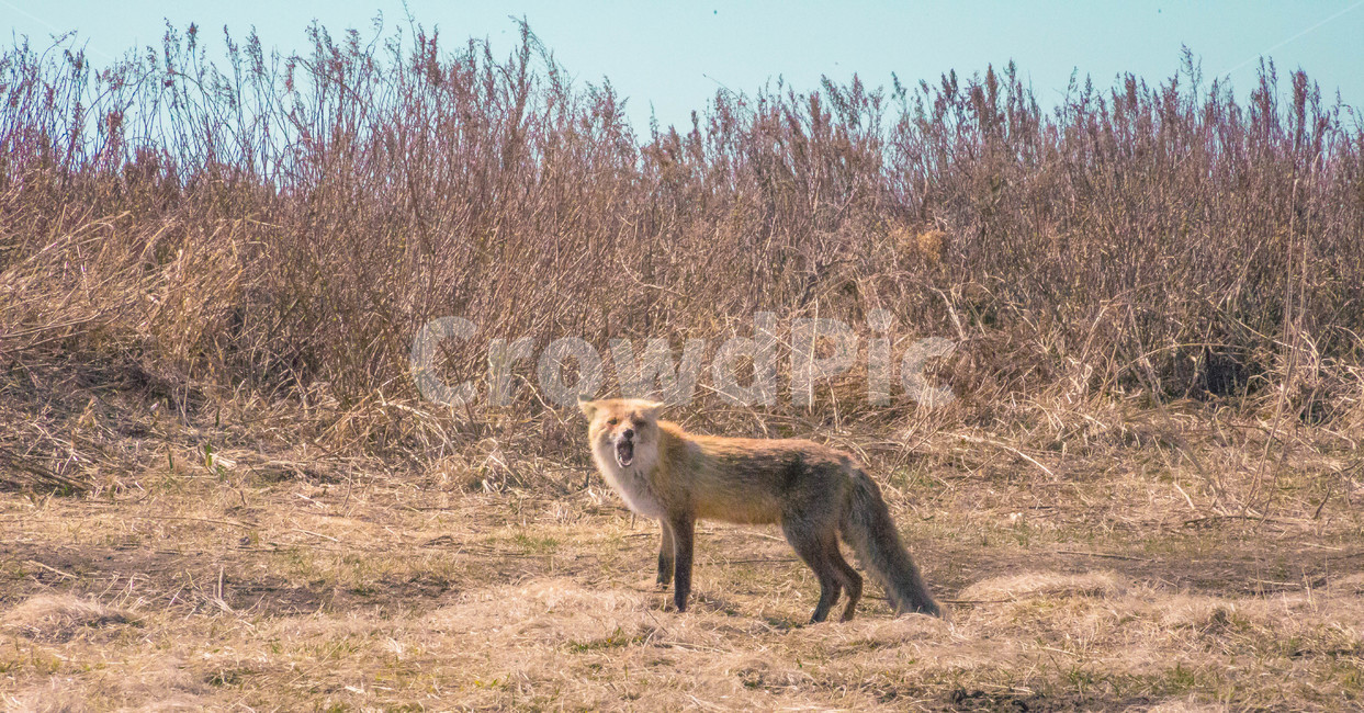 위협,여우,산,산여우,하품,동물,animal,포유류,mammal