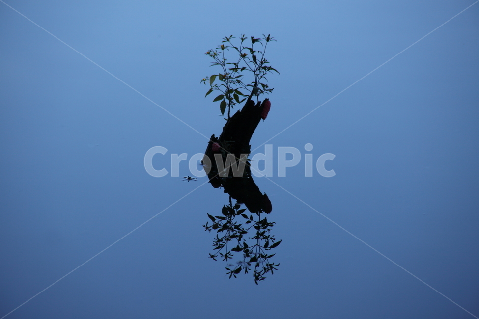 water,반영,위양지,위양못,나무,자연,풍경,nature,landscape,식물,plants,나무,trees,wood