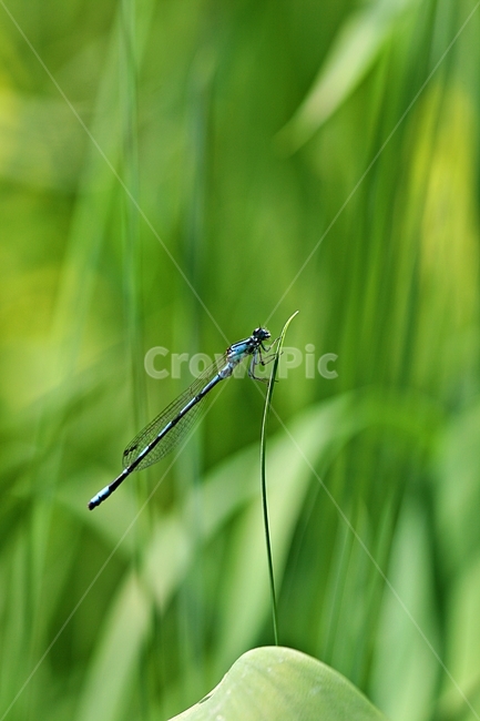 곤충,벌레,자연,야외,공원,동물,animal,곤충,벌레,insect,bug