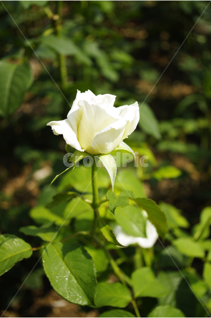 장미,꽃,식물,flower,자연,color,nature,식물,자연,plants,nature,꽃,flower
