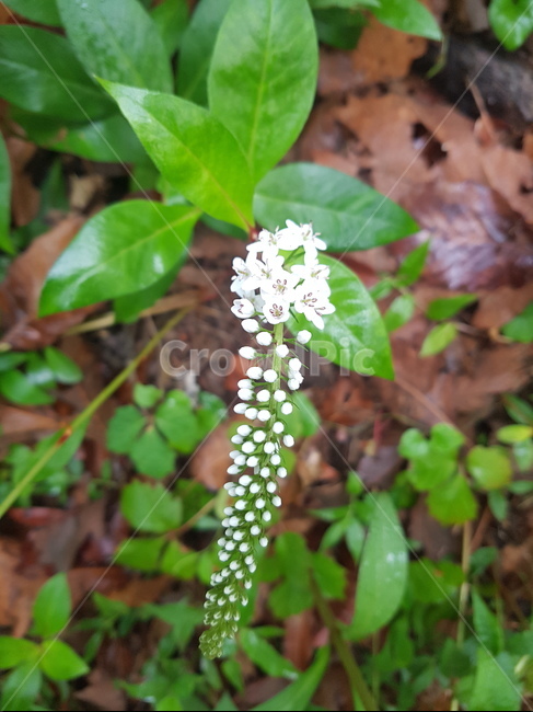 꽃,들꽃,flower,wildflower,꽃잎,petal,floralleaf