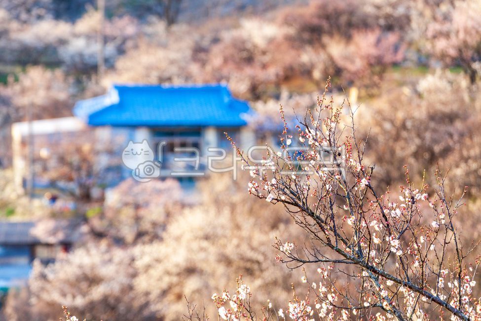 매화꽃,매화,꽃,봄꽃,봄,축제,계절,매화나무,매실,식물,자연,풍경,경치,꽃놀이,꽃잎,실외,tree,plants,nature,spring,flower,plumblossom,petal,매화마을