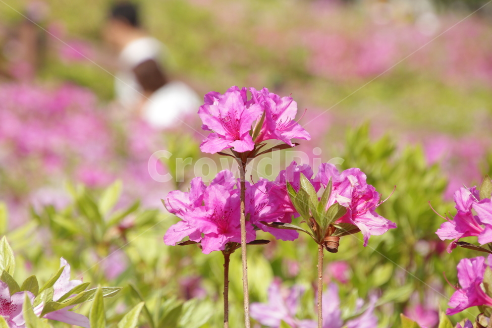 철쭉,분홍,꽃,분홍꽃,봄,봄꽃,봄꽃축제,flower,pink,pinkflower,꽃망울,꽃밭,분홍색,봄,계절,spring,season,식물,자연,plants,nature,꽃,flower,geranium,제라늄,blossom,plant