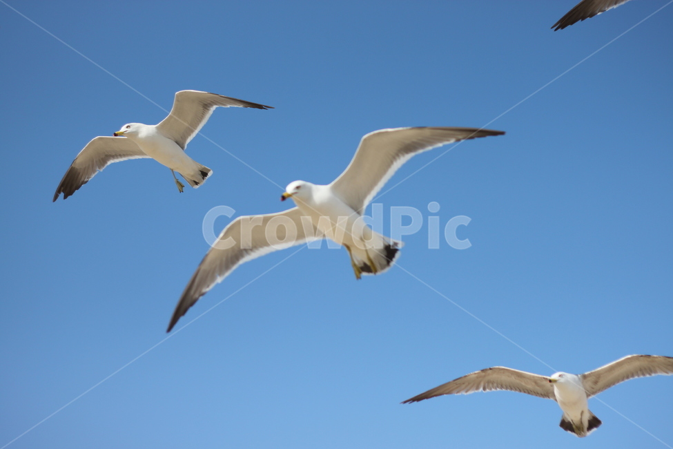 갈매기,비행,seagull,하늘,갈매기때,sky,푸른,맑은