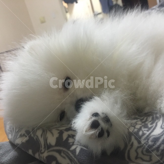 강아지,개,dog,포메라니안,포메,댕댕이,아련,슬픔,졸림