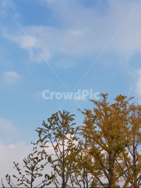 가을,가을하늘,하늘,낙엽,구름,가을,계절,fall,autumn,season