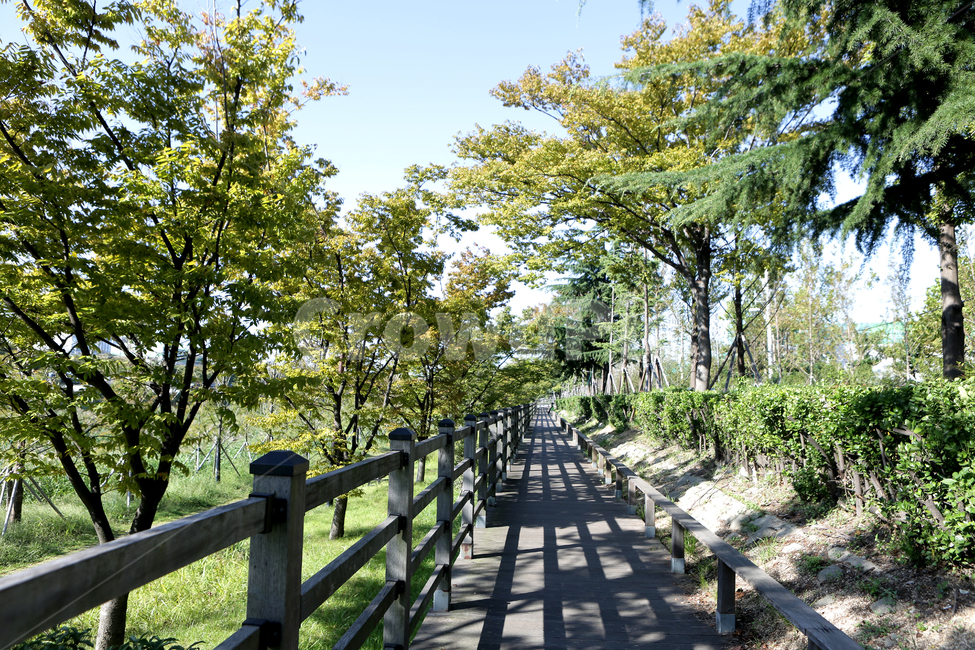 garden,정원,outdoors,나무,가로수,자연,풍경,nature,landscape