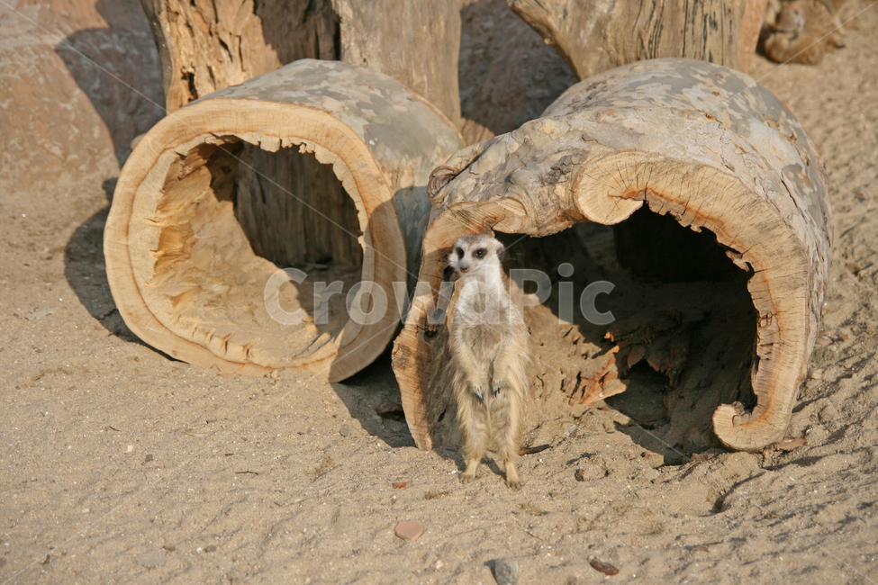 동물원,동물,미어캣,zoo,meerkat,animal,동물,animal,포유류,mammal