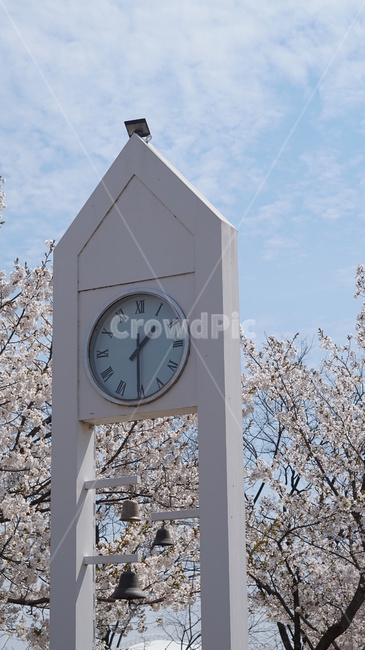 시간,시계,종,봄,꽃,벚꽃,하늘,벚나무,spring,봄,계절,spring,season,architecture,건축물,tower,탑,building,건물,clock tower,시계탑