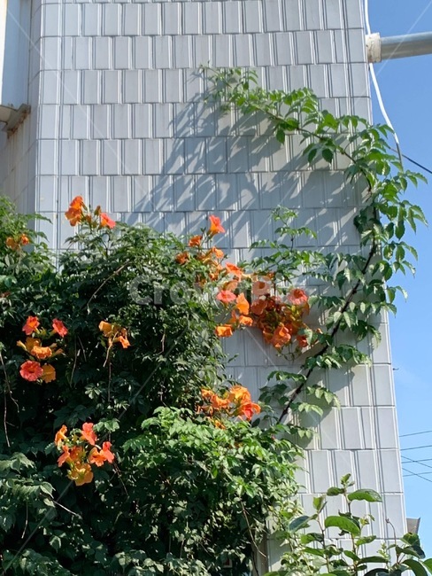 능소화,자연,식물,꽃,여름,plant,식물,자연,plants,nature,꽃,flower