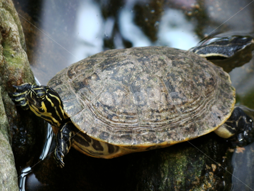거북이,animal,동물,거북,해양생물,파충류,양서류,reptile,amphibian