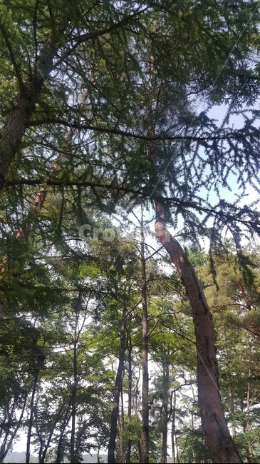 숲,측백나무,자연,힐링,나무,웅장한나무,tree,측백,피톤치드