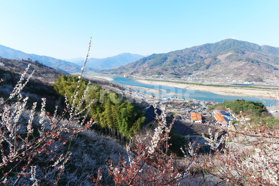 섬진강,강,봄,강줄기,물,자연,nature,water,맑음,매화,매화마을,매화꽃,하얀꽃,흰꽃,풍경,마을