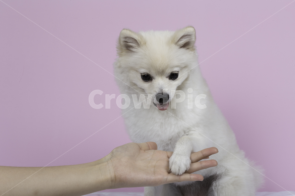 강아지,포메,포메라니안,귀여운,동물,동물,animal,포유류,mammal,개,강아지,dog,doggy