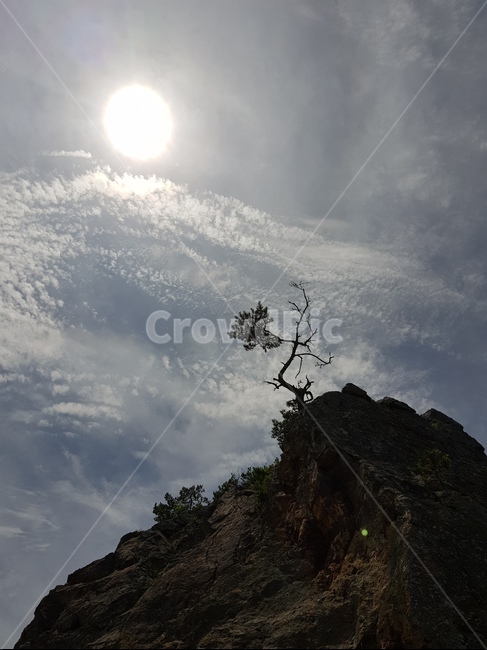 나무,자연,nature,섬,빛