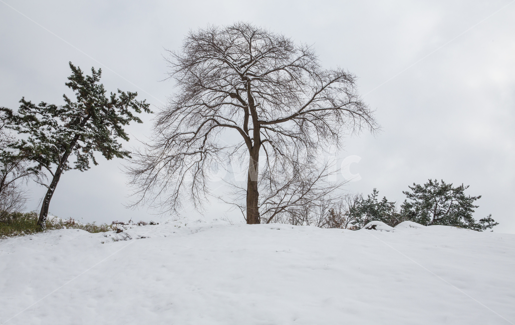 자연,풍경,경치,설경,겨울,동산,나무,언덕,하늘,nature,outdoors,옥외,storm,폭풍,snow,눈,blizzard,눈보라,winter,weather,날씨,모양성,고창읍성,겨울,계절,winter,season,자연,풍경,nature,landscape