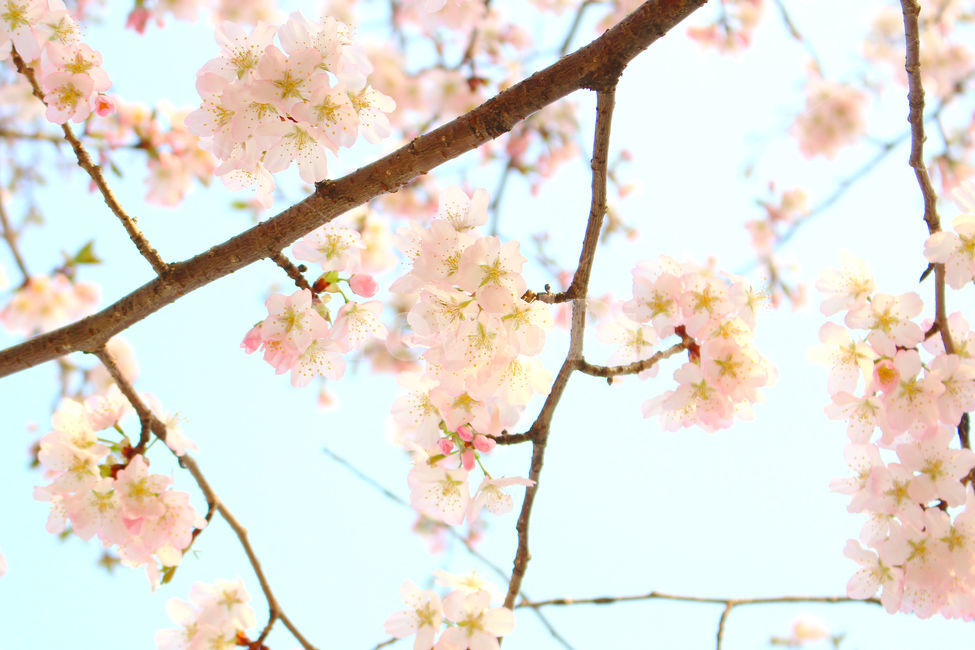 봄,감성사진,일상,풍경,꽃,벚꽃,풍경사진,하늘,cherryblossom,daily,sky,flower,spring,봄,계절,spring,season,식물,자연,plants,nature,꽃,flower,plant,blossom