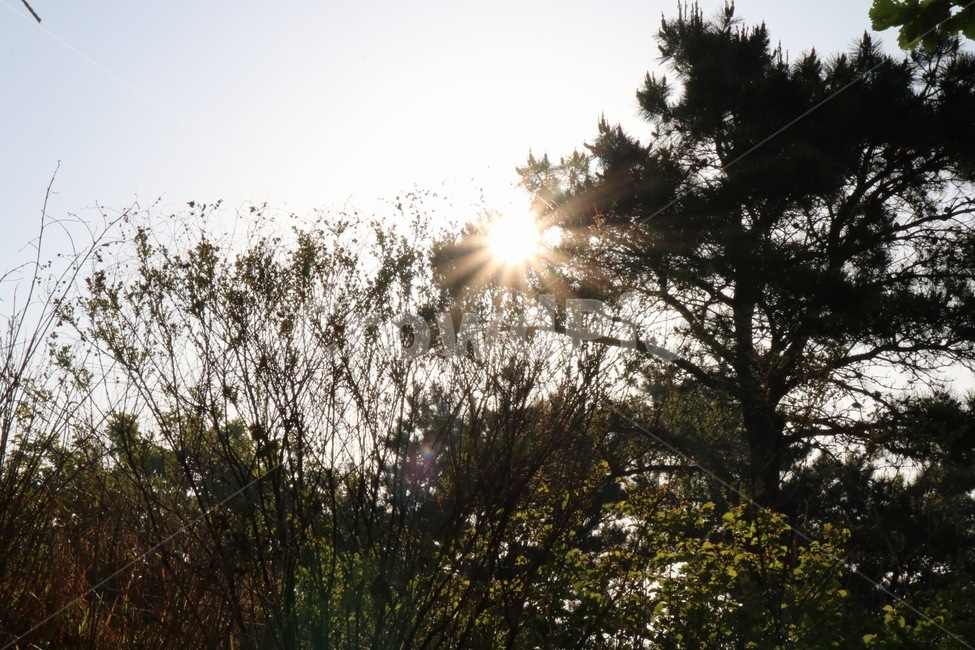 빚,빛,flare,플레어,노을,자연,풍경,nature,landscape