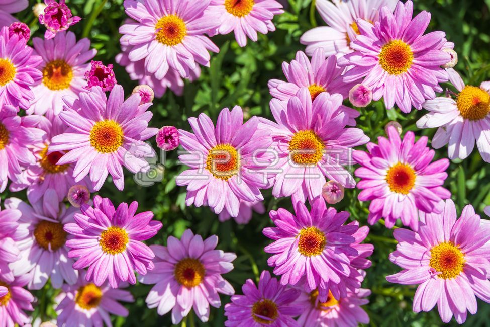 봄,목마가렛,마리거트,보라색,꽃잎,꽃,초록색,줄기,잎,국화과,마리거트속,다년생식물,여러해살이풀,식물,자연,야외,따뜻한,햇살,원예,원예품종,꽃밭,화단,argyranthemumfrutescens,marguerite,margueritedaisy,parisdaisy,purple,petal,flower,leaf,astergenus,perennialplant,plant,sunlight,spring,red,petals,flowers,green,stems,leaves,asteraceae,perennials,plants,nature,outdoor,warm,sunshine,gardening,flowergarden,flowerbed