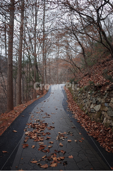 단풍,낙엽,asphalt,아스팔트,길,road,산책로,가을,등산로