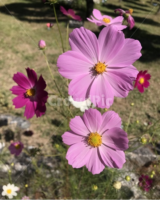 꽃,플라워,flower,코스모스,자연,식물,가을,계절,fall,autumn,season,식물,자연,plants,nature,꽃,flower,plant,blossom,petal,꽃잎,geranium,제라늄