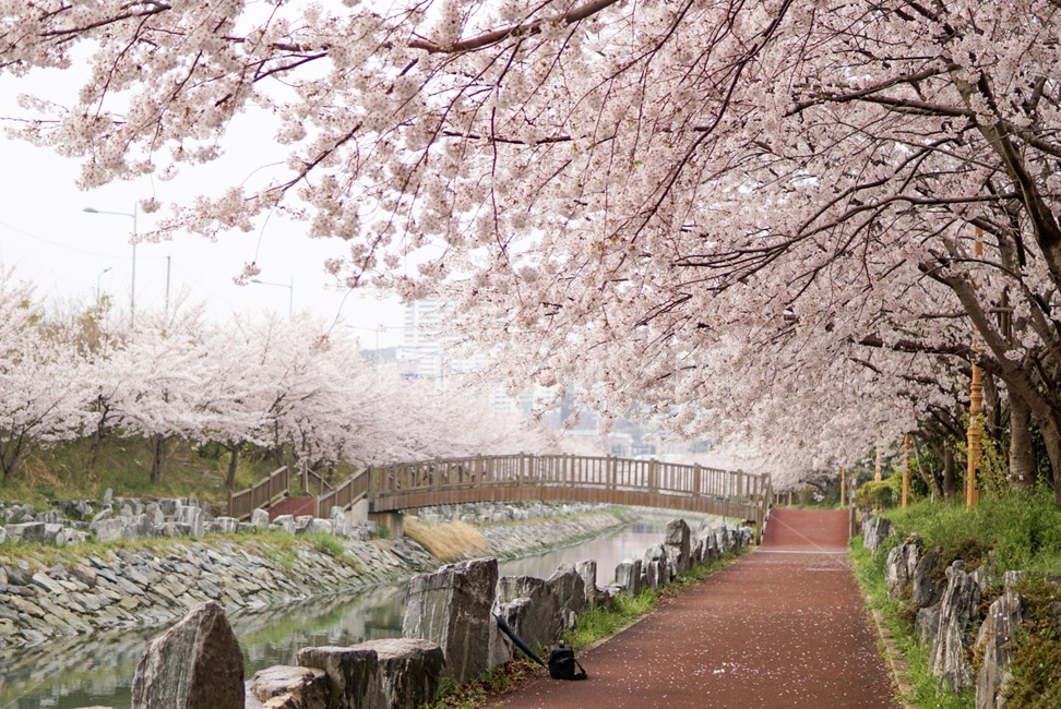 벚꽃,꽃,산책,봄,자연,봄,계절,spring,season,plant,식물,flower,blossom