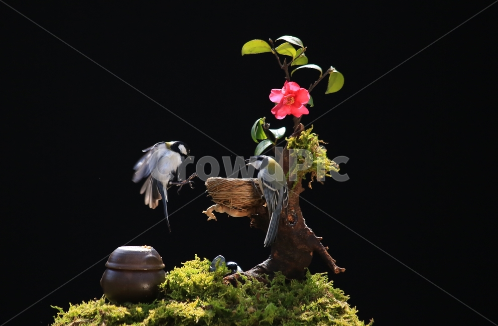 plant,식물,animal,동물,bird,새,새집,동박새,이끼,항아리,동백,동백꽃,식물,자연,plants,nature,꽃,flower,동물,animal,조류,새,birds