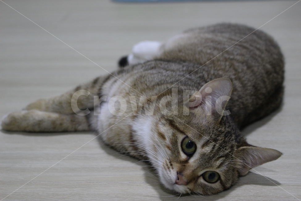 고양이,반려동물,유기묘,길냥이,애완동물,cat,pet,kitten,아기고양이,코숏,코리안숏헤어,동물,animal,고양이,cat,kitten,kitty,포유류,mammal