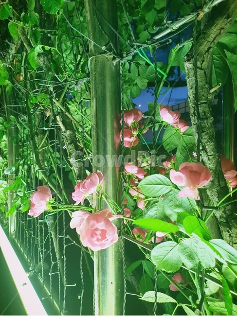 장미,식물,꽃,정원,덩쿨