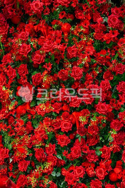 장미,꽃,장미꽃,꽃다발,다발,꽃잎,꽃송이,로맨스,백그라운드,빨강,빨간,식물,조화,아름다움,여러개,열정,자연,장미정원,축하,컬러,풍부,컨셉,사랑,개화,꽃밭,데코,장식,디자인,벽,인조,장미꽃잎,배경