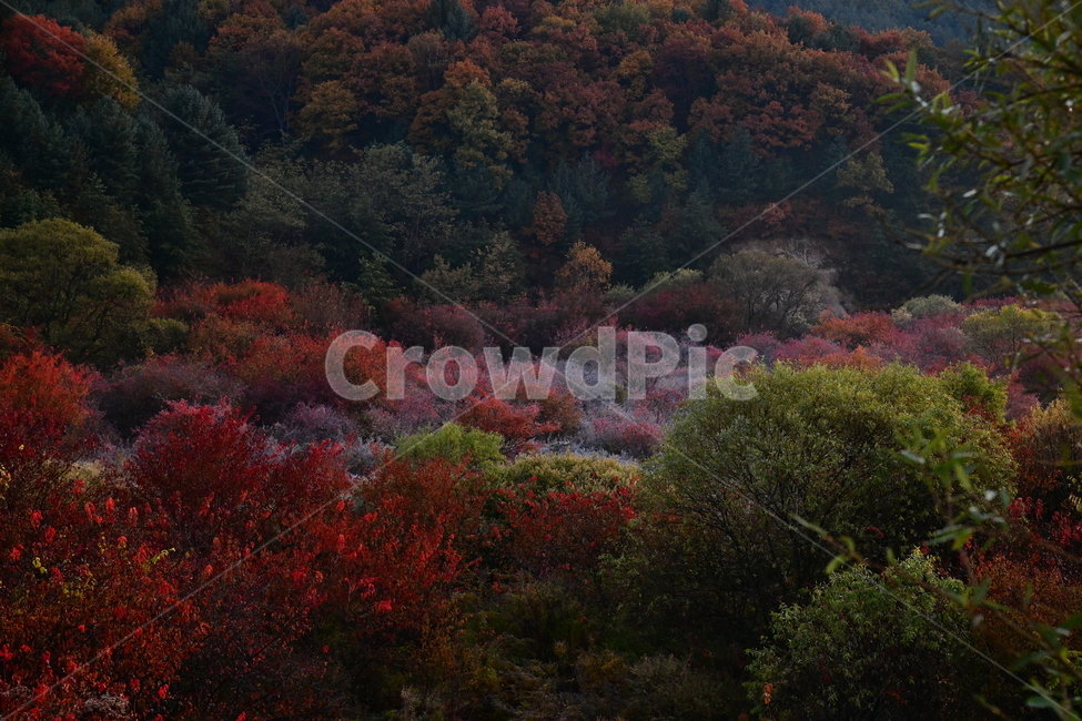 자연,풍경,가을,단풍,새벽,산,나무,가을,계절,fall,autumn,season,자연,풍경,nature,landscape,tree,plant,식물,fir,전나무