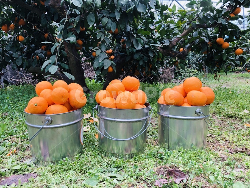 과일,제주도,노지감귤,음식,색감,제주도귤,귤,fruit,귤따기체험,체험,과일,열매,fruit