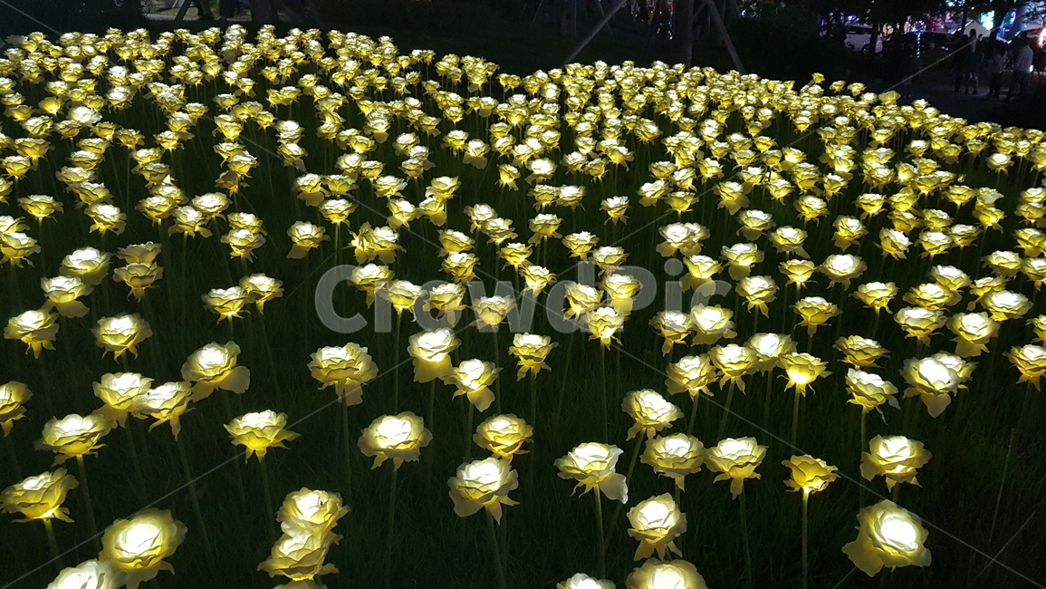 장미,rose,led,꽃,flower,조명,전등,전구,꽃밭