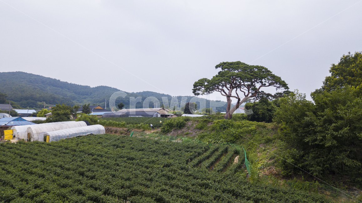 자연,풍경,소나무,밭,구름,하늘,산맥,산