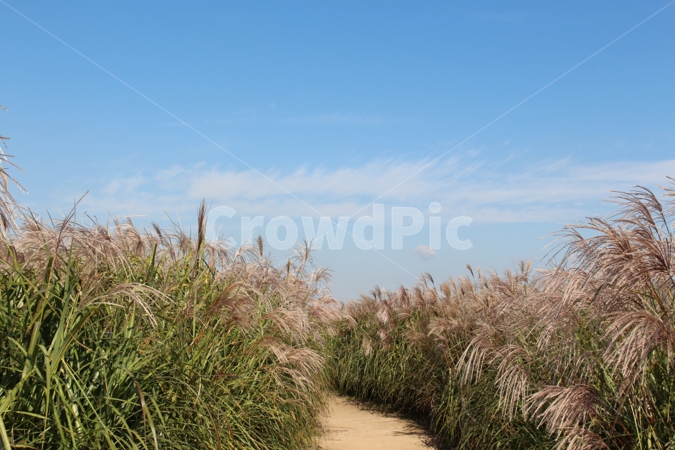 가을,하늘,구름,억새,산책,힐링,가을,계절,fall,autumn,season,자연,풍경,nature,landscape,grass,잔디,plant,식물,lawn,reed,갈대