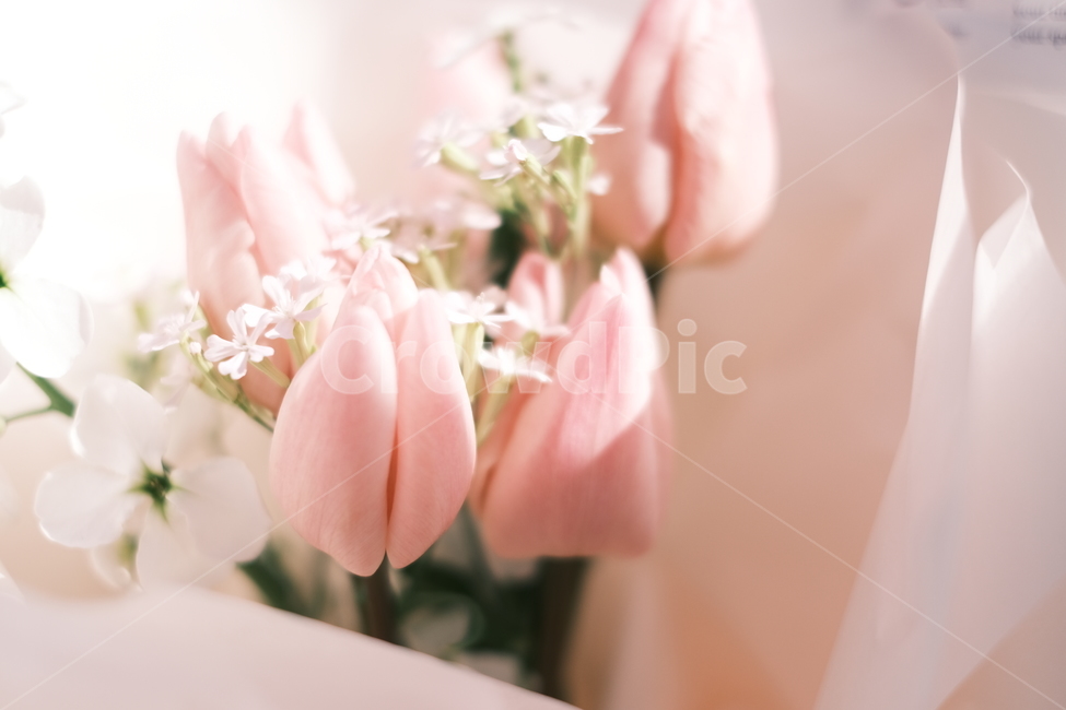 꽃,감성사진,감성,분홍색,꽃다발,식물,plant,색감,꽃,flower