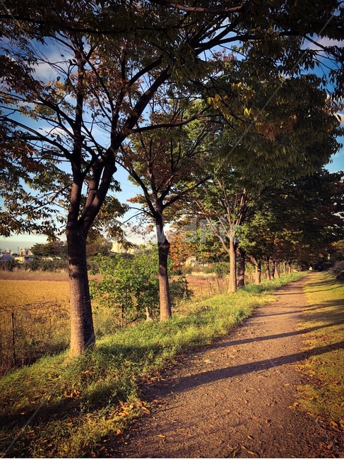 나무,해질녘,공원,산책로,노을,늦여름,초가을,산책,오솔길,풀밭,season,tree,forest,trail,park,sunshine,lastsummer,earlyautumn,path,meadow,nature,자연,풍경,nature,landscape,plant,식물,ground,바닥,tree trunk,나무 줄기