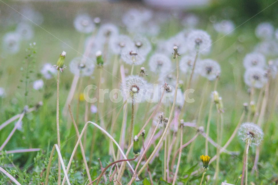 dandelion,민들레,씨앗,바람,풀,식물,자연,plants,nature,꽃,flower