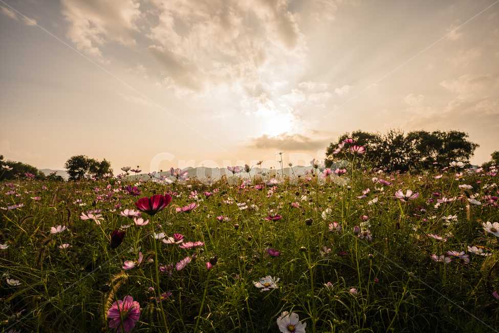노을,일몰,하늘,가을,해질녘,grassland,코스모스,목초지,field,들,outdoors,옥외,nature,자연,countryside,한지방,rural,농촌,가을,계절,fall,autumn,season,farm,농장