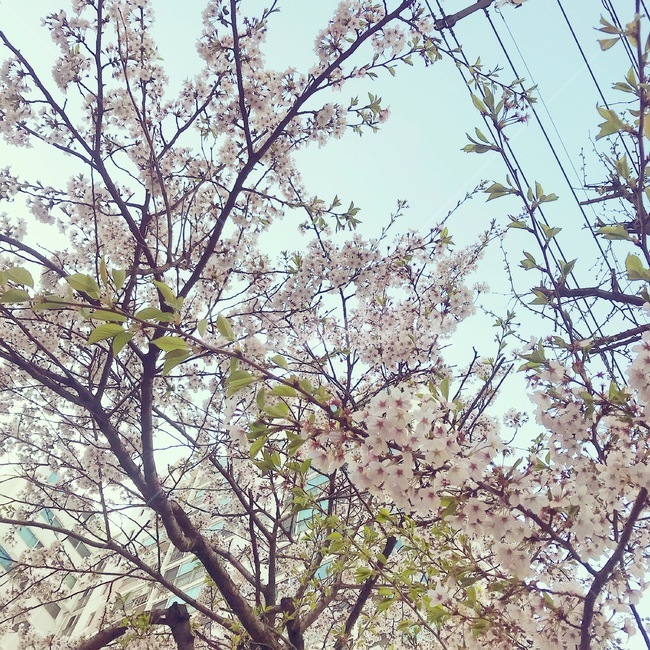 벚꽃,봄,봄꽃,꽃,flower,spring,꽃과하늘,자연,싱그러움,아름다움