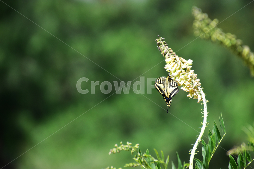 배경,아름다운,하늘,자연,나비,호랑나비,background,beautiful,sky,nature,butterfly,tigerbutterfly,동물,animal,곤충,벌레,insect,bug