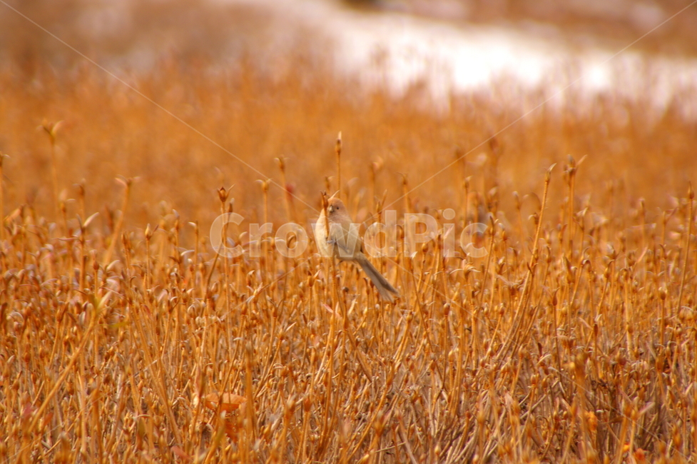 새,조류,참새,식물,동물,plant,조류,새,birds