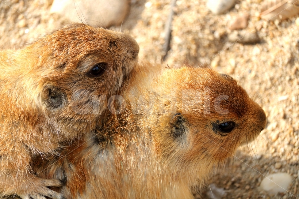 포유류,가을,동물,동물원,프레리독,동물,animal,포유류,mammal