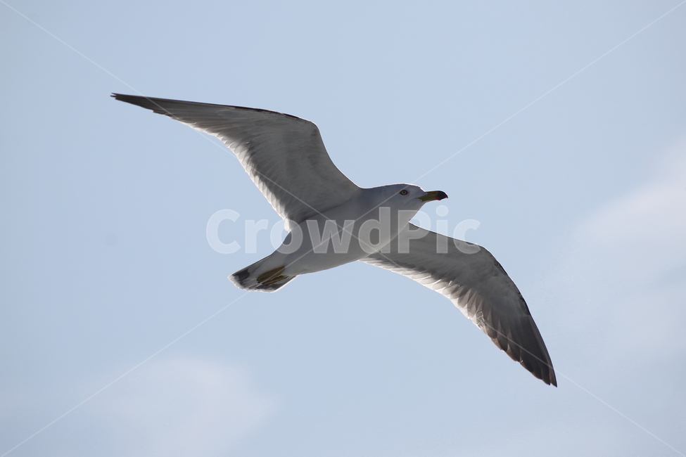 갈매기,새,바다새,commongull,mewgull,laruscrassirostris,괭이갈매기,동물,animal,조류,새,birds