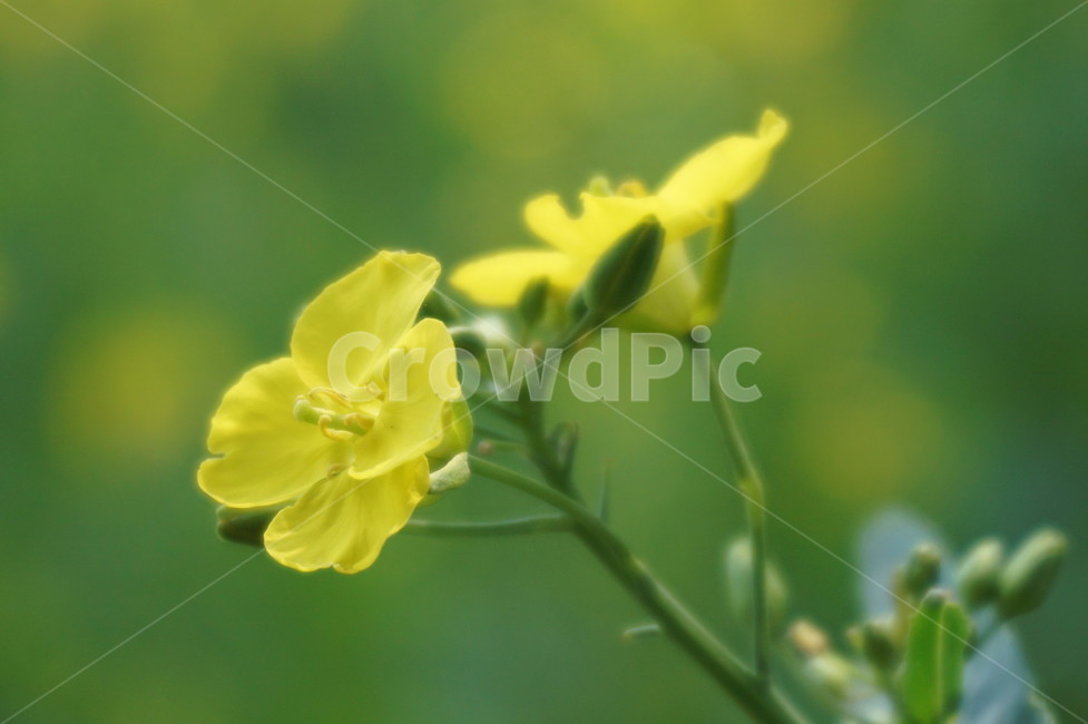 유채꽃,식물,꽃,rapeflower,plants,flower