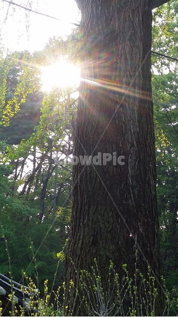 light,빛,flare,플레어,나무,태양,식물,자연,plants,nature,나무,trees,wood