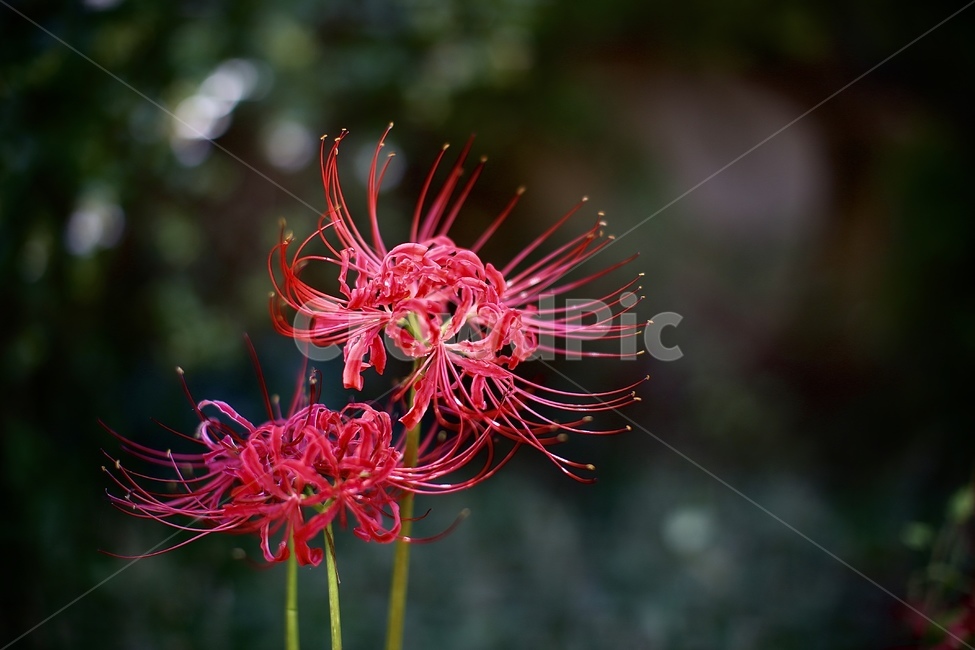 꽃,꽃무릇,가을,9월,flower,식물,자연,plants,nature,꽃,flower