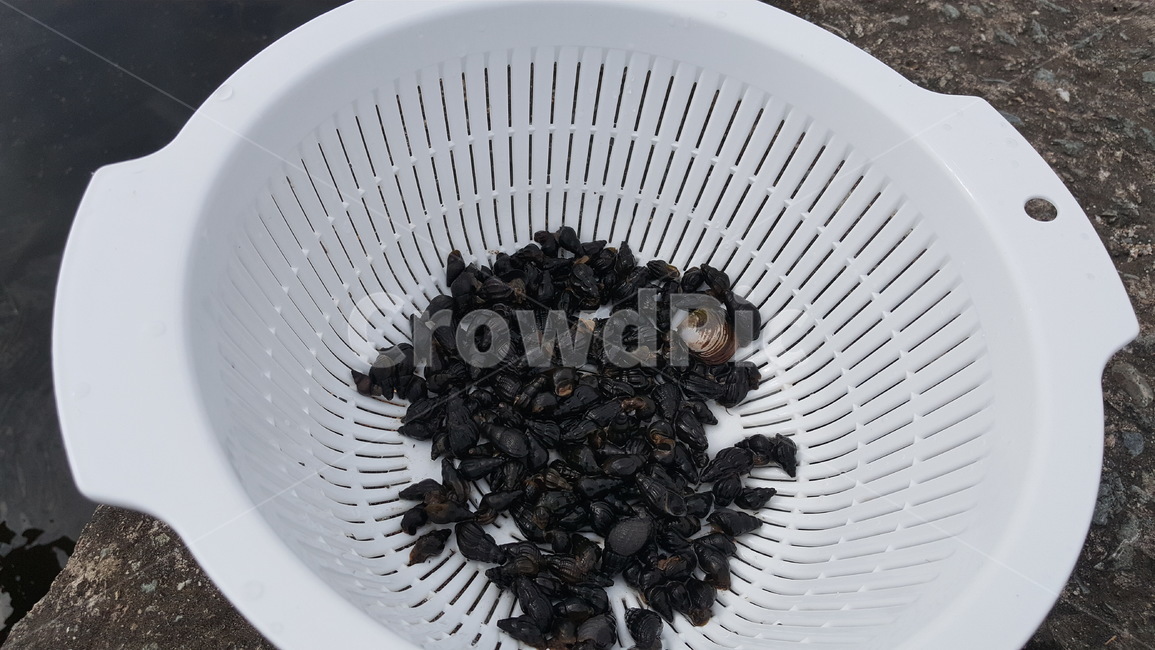 고디,고동,계곡생물,다슬기,다슬기고디