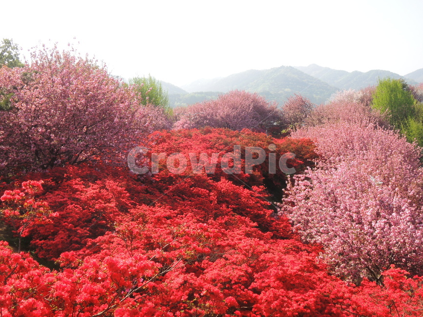 꽃동네,꽃마을,꽃무더기,벚꽃,꽃,봄,경치,분홍꽃,자연,야외,flower,flowervillage,background,garden,natural,season,spring,pinkflower,landscape,beautiful,nature,cherryblossom,blossom,sakura
